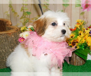 Havanese Puppy for sale in HAMMOND, IN, USA