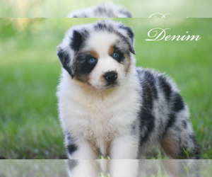 Australian Shepherd Puppy for sale in EASTON, MO, USA