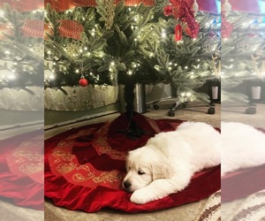 English Cream Golden Retriever Puppy for sale in TACOMA, WA, USA