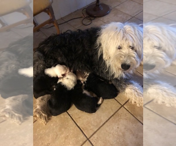 Medium Photo #1 Old English Sheepdog Puppy For Sale in OVERLAND PARK, KS, USA