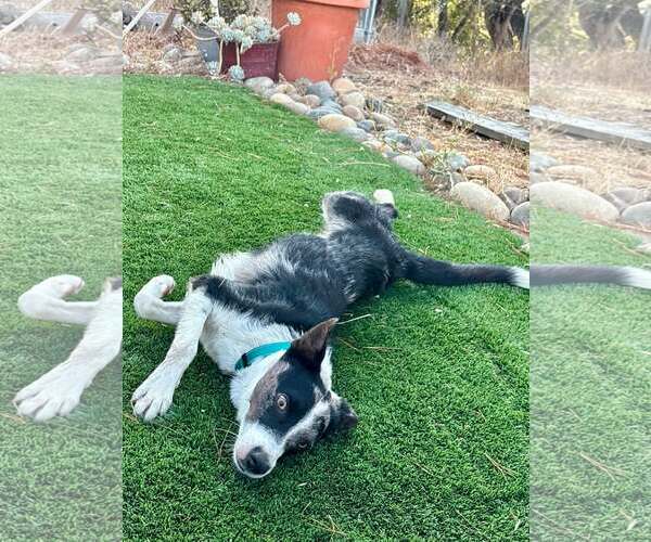 Medium Photo #3 Border Collie-Unknown Mix Puppy For Sale in Paso Robles, CA, USA