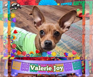 Chiweenie Dogs for adoption in San Antonio, TX, USA