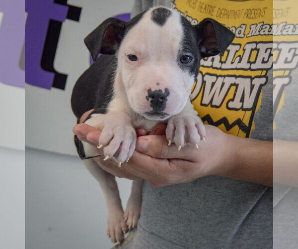 Medium Photo #3 American Staffordshire Terrier-Boxer Mix Puppy For Sale in Huntley, IL, USA
