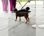 Small #2 Dachshund Mix