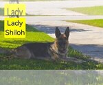 Small #5 German Shepherd Dog