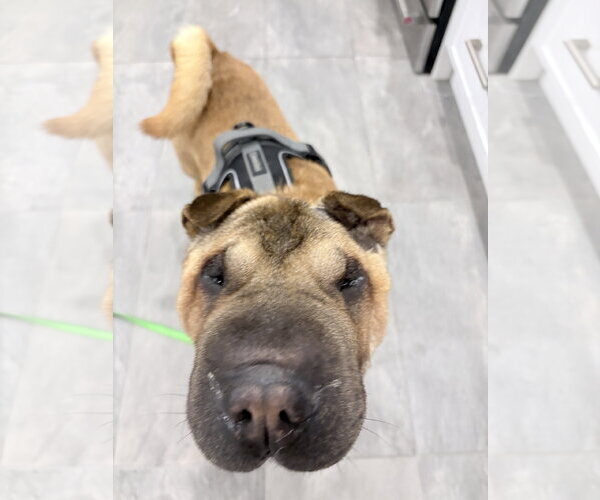 Medium Photo #4 Chinese Shar-Pei Puppy For Sale in Prescott, Ontario, Canada