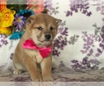 Small Photo #5 Shiba Inu Puppy For Sale in LANCASTER, PA, USA