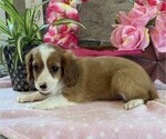 Small #4 Cavapoo