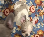 Small Photo #17 French Bulldog Puppy For Sale in FOUNTAIN CITY, IN, USA