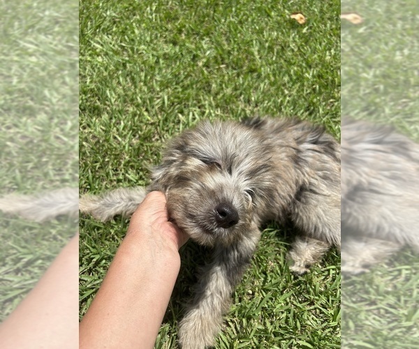 Medium Photo #3 F2 Aussiedoodle Puppy For Sale in BUSH, LA, USA