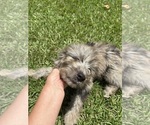 Small #2 F2 Aussiedoodle
