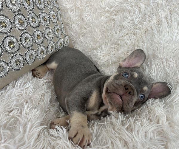 Medium Photo #7 French Bulldog Puppy For Sale in FORT LAUDERDALE, FL, USA