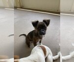 Small #1 Papshund