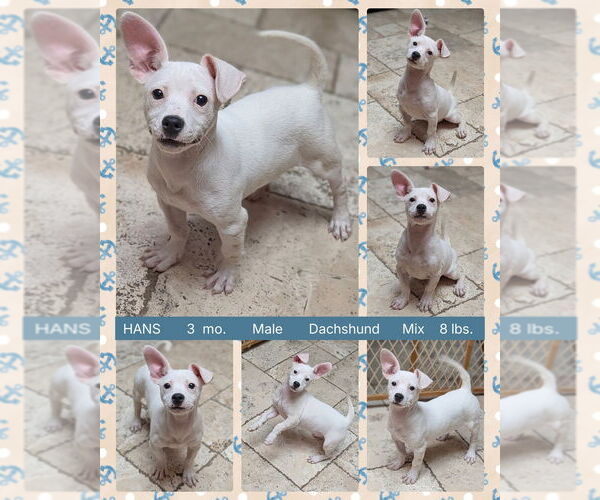 Medium Photo #1 Dachshund-Unknown Mix Puppy For Sale in Mesa, AZ, USA