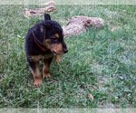 Small Photo #1 Airedale Terrier Puppy For Sale in TONGANOXIE, KS, USA