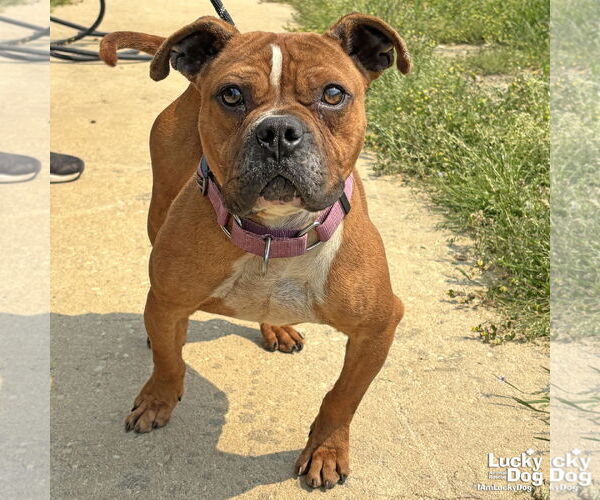 Medium Photo #1 Bull-Boxer Puppy For Sale in Washington, DC, USA