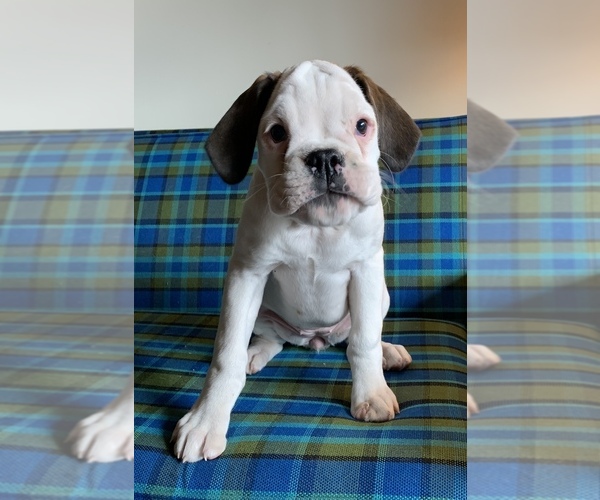 Medium Photo #1 Boxer Puppy For Sale in TULSA, OK, USA