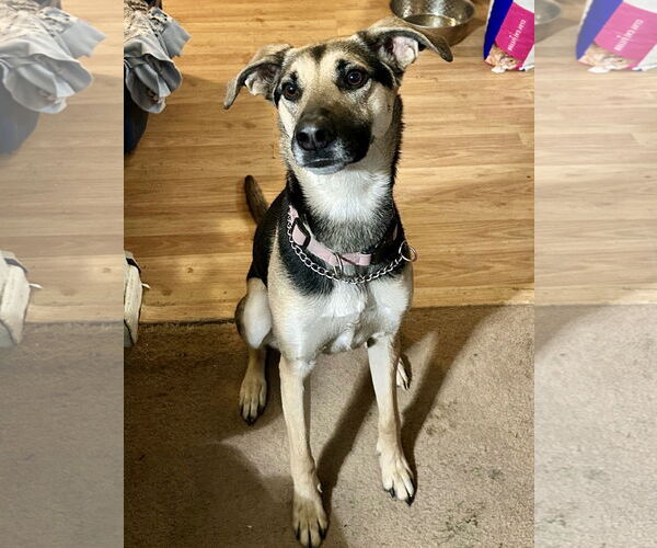 Medium Photo #2 Greyhound-Unknown Mix Puppy For Sale in Alexandria, KY, USA