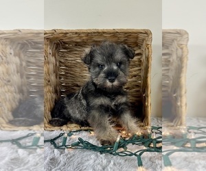 Schnauzer (Miniature) Puppy for sale in GREENFIELD, IN, USA