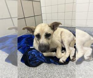 Labrador Retriever-Unknown Mix Dogs for adoption in Pasadena, TX, USA