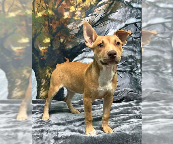 Medium Photo #1 American Pit Bull Terrier-Unknown Mix Puppy For Sale in Wetumpka, AL, USA