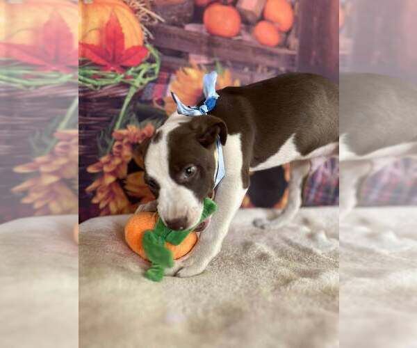 Medium Photo #14 American Pit Bull Terrier-Unknown Mix Puppy For Sale in New York, NY, USA