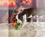 Small #13 American Pit Bull Terrier Mix