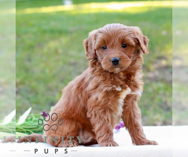 Medium Photo #4 Goldendoodle (Miniature) Puppy For Sale in LITITZ, PA, USA
