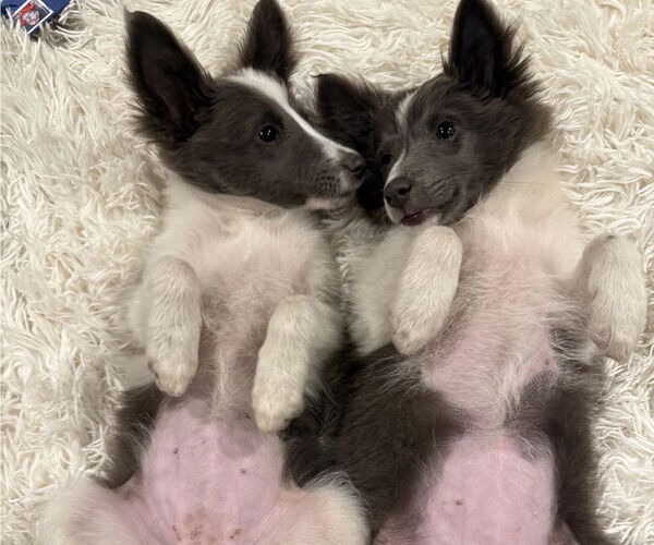 Medium Photo #5 Mutt Puppy For Sale in Newport Beach, CA, USA