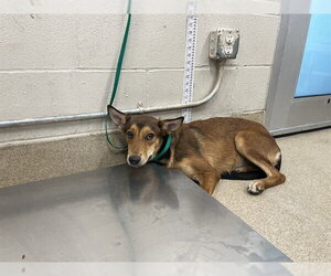 German Shepherd Dog-Unknown Mix Dogs for adoption in Grand Prairie, TX, USA