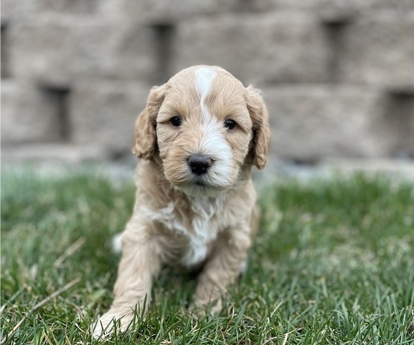 Medium Photo #2 Australian Labradoodle Puppy For Sale in RICHLAND, WA, USA