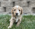 Small Photo #6 Australian Labradoodle Puppy For Sale in RICHLAND, WA, USA