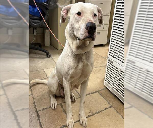 Medium Photo #1 Mutt Puppy For Sale in Camarillo, CA, USA