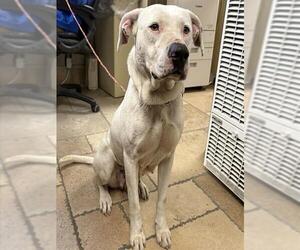 Mutt Dogs for adoption in Camarillo, CA, USA