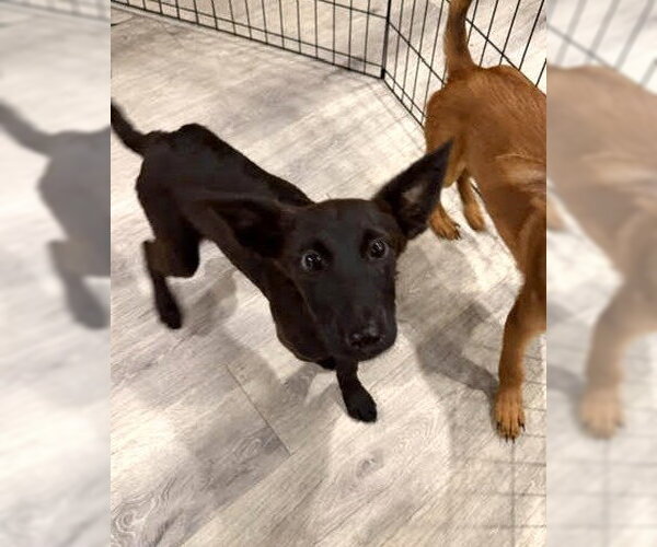 Medium Photo #1 Airedale Terrier-Unknown Mix Puppy For Sale in Wheaton, IL, USA