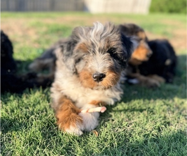 Medium Photo #4 Aussie-Poo-Bernedoodle Mix Puppy For Sale in LEXINGTON, SC, USA