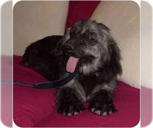 Tikina - Female Cocker Spaniel-Unknown Mix Dog for Adoption - Photo #2