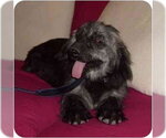 Small #1 Cocker Spaniel Mix