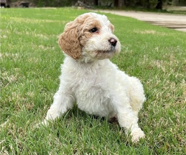 Medium Photo #2 Goldendoodle Puppy For Sale in EDMOND, OK, USA