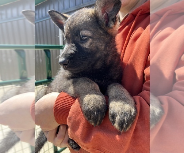 Medium Photo #2 German Shepherd Dog Puppy For Sale in CENTERBURG, OH, USA