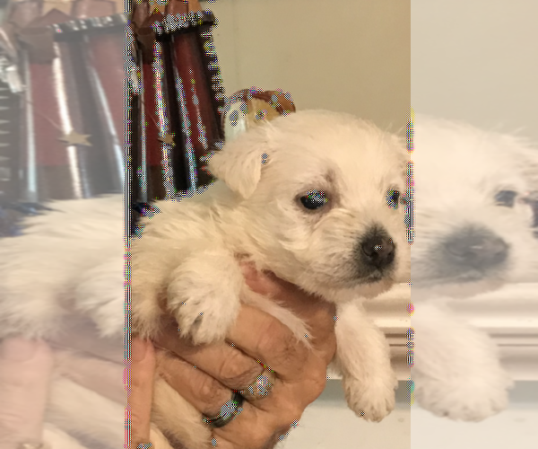 Medium Photo #1 West Highland White Terrier Puppy For Sale in S BRUNSWICK, NC, USA