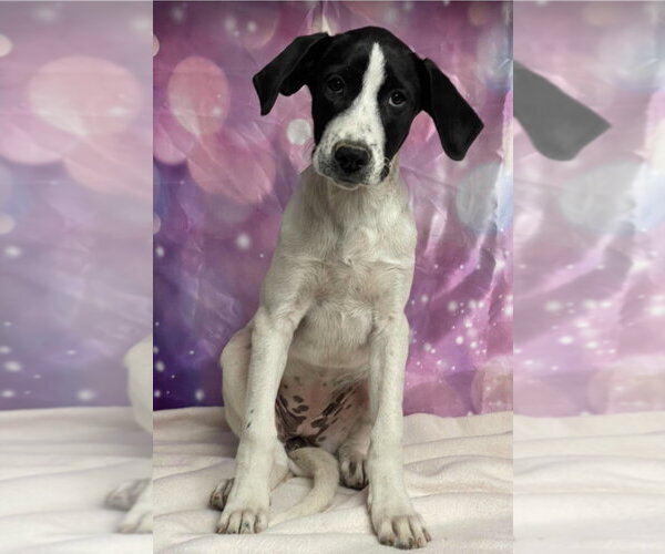 Medium Photo #1 Great Dane-Unknown Mix Puppy For Sale in Lakewood, CO, USA