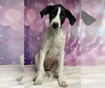 Drizzle - Female Great Dane-Unknown Mix Dog for Adoption - Small photo