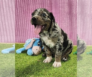Catahoula Leopard Dog Puppy for sale in CUMBY, TX, USA