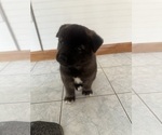 Small Akita