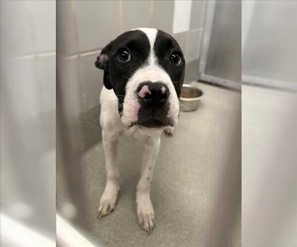 Medium Photo #1 American Pit Bull Terrier-Unknown Mix Puppy For Sale in Las Vegas, NV, USA