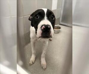 American Pit Bull Terrier-Unknown Mix Dogs for adoption in Las Vegas, NV, USA