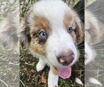 Small Photo #14 Australian Shepherd Puppy For Sale in MABEL, MN, USA