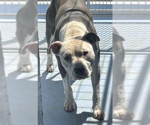 Medium Photo #2 Mutt Puppy For Sale in Downey, CA, USA
