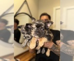 Small #2 French Bulldog